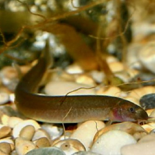 Pangio kuhlii - Coolie Loach Black L